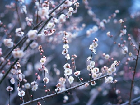 Japanese Nature - flowers, landscap, nature