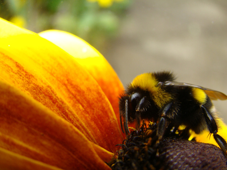 Bee - beauty, yellow, animal, insect, 2009