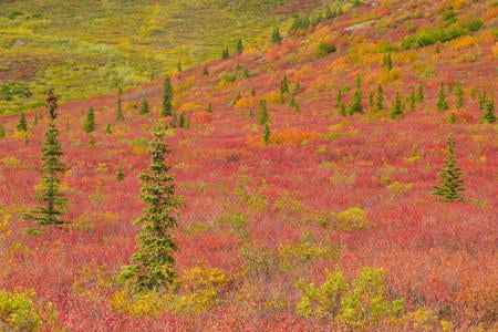 Forces of nature - flowers, landscap, nature