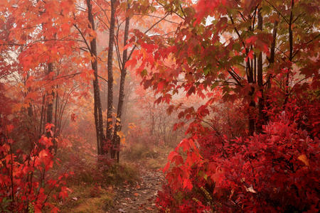 Nature Park - landscap, nature