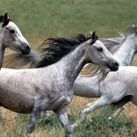 White arabian Stallions