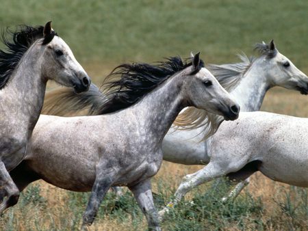 White arabian Stallions - horse, animal, stallion, grass, white, brown, field, horses plants, wild, arabian, nature