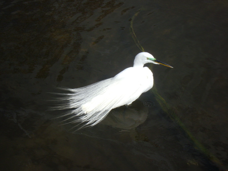 Black and White - bird, water, dark