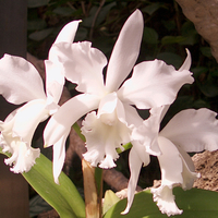 White Orchids