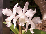 White Orchids