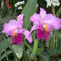 Cerise Orchids