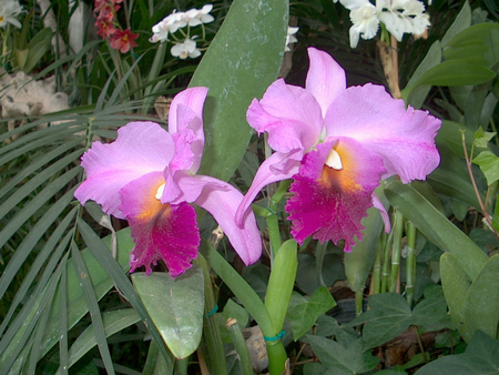 Cerise Orchids - tenerife, loro parque