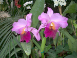 Cerise Orchids