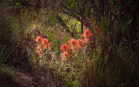 Flowers - nature, flowers