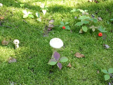 Untitle - flower, mushroom, green