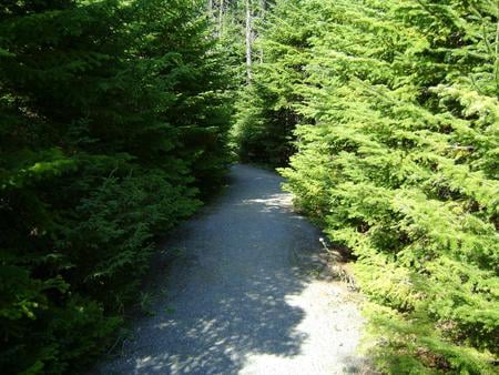 Untitle - trees, road, branch