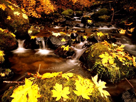 Change of Season - beauty, autumn, stream, water, nature, forest, seasons, leaves, photo, earth