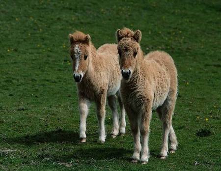 donkey - two donkeys, green grass