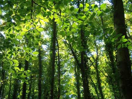 Kent Autumn - sylvan, beech, wood, forest, dappled