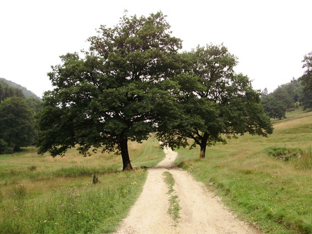 Landscape _ Romania - landscape, tree, land, romania