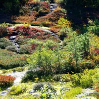 Autumn Meadow