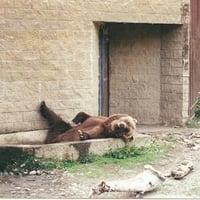 brown bear bath