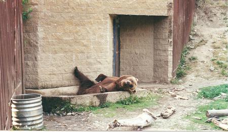 brown bear bath - bears, animals