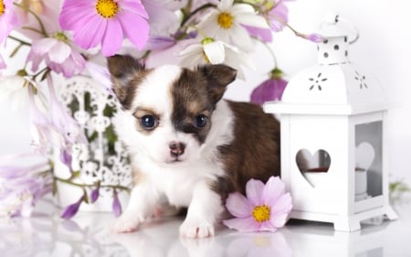 Adorable Puppy - adorable, puppy, animals, dog face, dog, dogs, sweet, cute, puppies