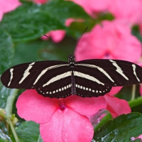 Butterfly on Pink Flowers