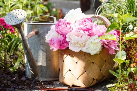 Beautiful Peonies - peonies, watering can, wicker basket, flowers, plants, still life, garden