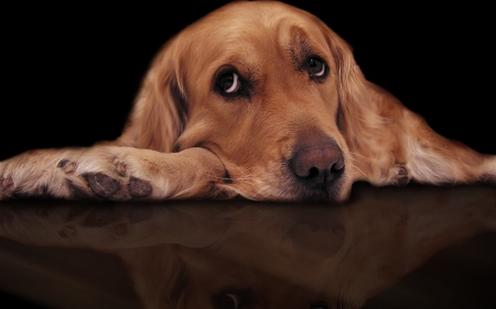 cute dog - cute, dog, brown, stare