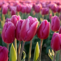 Beautiful tulips