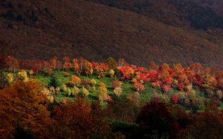 Sunlight on Forest Trees - nature, autumn, sunlight, forests