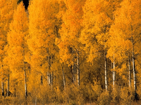 Golden Autumn Forest - nature, autumn, trees, forests, golden