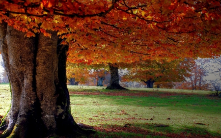 Autumn Tree - leaves, nature, autumn, trees