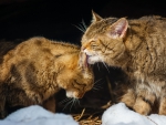 wild cats love