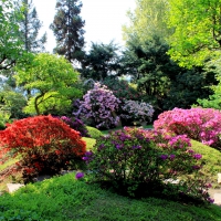 Lovely Garden