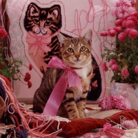 Tabby cat in pink ribbon