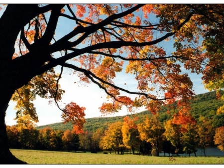 Autumn Scenery - nature, scenery, landscape, autumn