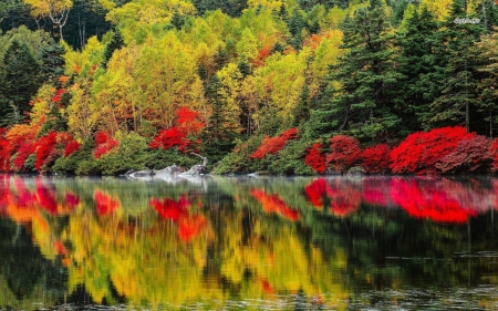 Autumn Reflection - nature, lake, autumn, reflection