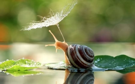 Snail - snail, macro, close-up, dandelion, green, animal, cute