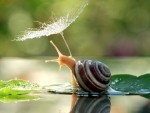 Snail