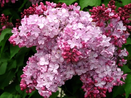 Lovely Lilacs - flowers, lilacs, nature, purple