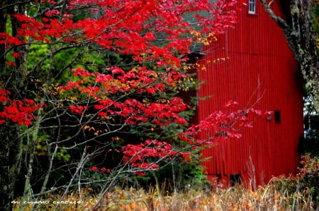 Autumn Colors - fall, house, trees, seasonal, leaves