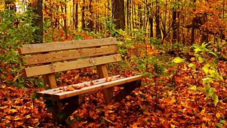 Forest Bench - autumn, fall, trees, leaves, colors, seasonal