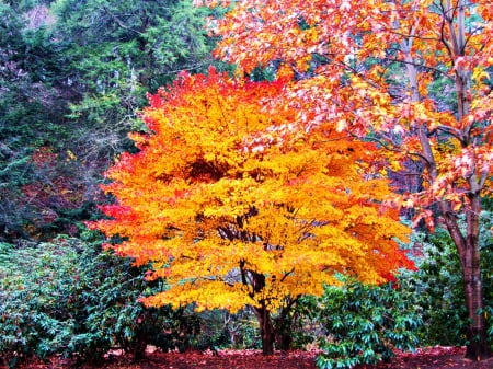 Fall Colors - autumn, seasonal, tree, park, leaves