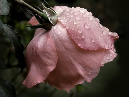 After the rain - pink, rain, rose, flower, drops