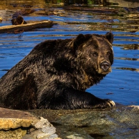 Grizzly Bear from the Wild in BC