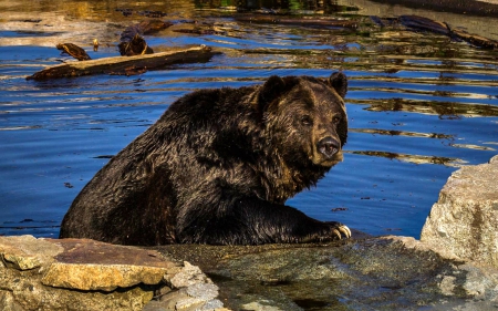 Grizzly Bear from the Wild in BC - canada, grizzly, animals, bear