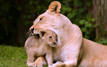 Lioness and her Cub - cub, lion, animals, wild