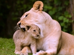 Lioness and her Cub