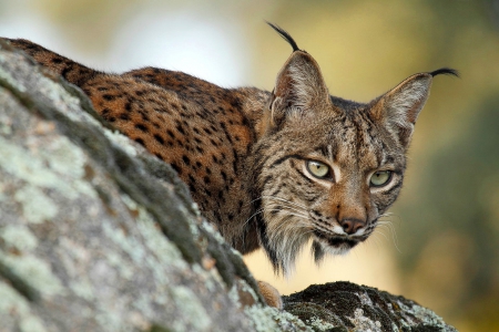 Lynx in the Wild - animals, lynx, eyes, wild