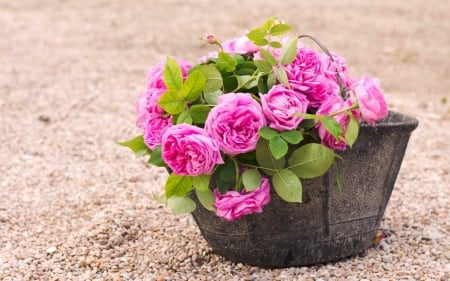 pink rose basket - flowers, basket, still life, pink roses