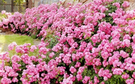 pink rose garden - nature, pink roses, flowers, garden