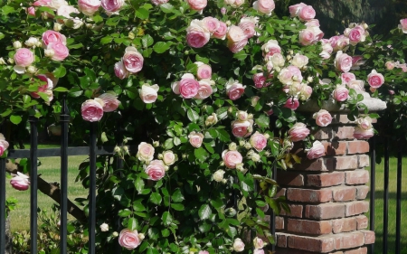 beutiful rose garden - nature, pink roses, garden, beautiful